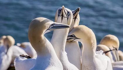 九游娱乐官网 (jiuyou)-巴列卡诺客场抢分成功，击败对手，巴列卡诺升级