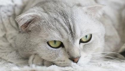 九游下载安装-山东鲁能队伍在比赛中表现出近乎完美的配合，山东鲁能队的比赛时间表