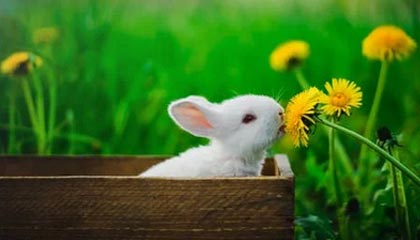 九游APP官网-英国媒体惊呼：瑞士球员雪地奔跑像开了四驱模式，瑞士滑雪发生雪崩